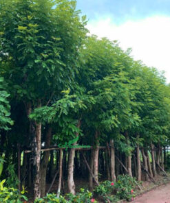 Đỗ Mai giá tốt tại vườn ươm