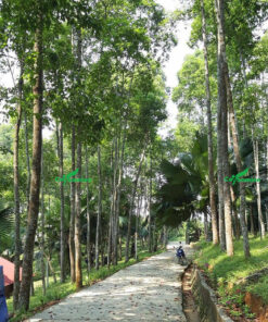 Những hàng cây Gù Hương cao lớn, dáng thẳng được trồng trên đất đồi