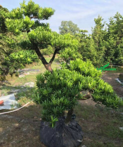 Cây tùng dáng huyền, phân tầng tán đẹp