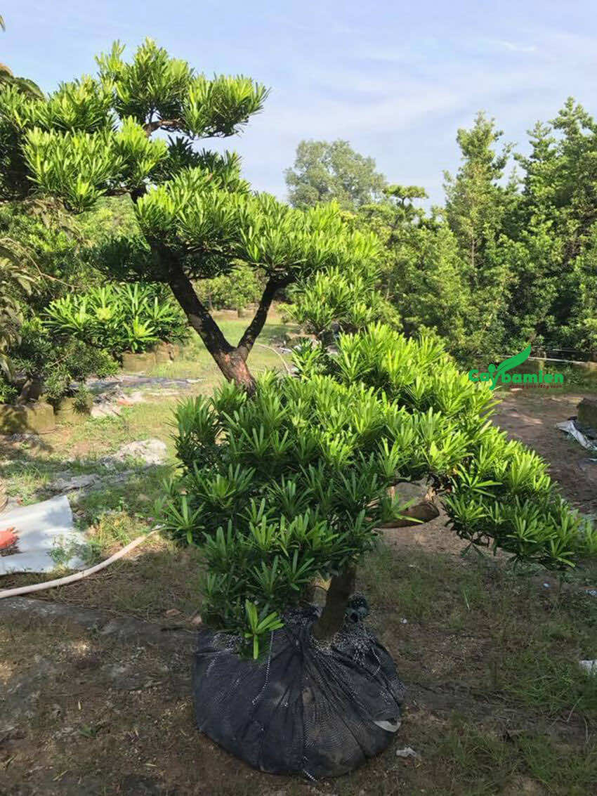 Cây tùng dáng huyền, phân tầng tán đẹp