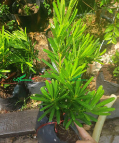 Cây tùng Đài Loan giống trồng trong bầu