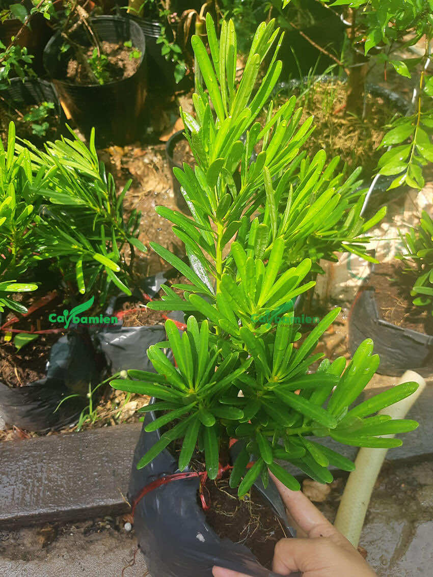 Cây tùng Đài Loan giống trồng trong bầu