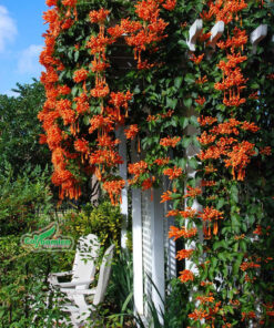 Dây leo hoa Rạng Đông trồng trên ban công, sân thượng