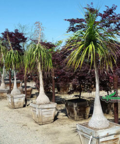 Lan nậm rượu trồng trong chậu làm cây cảnh sân vườn