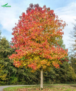 Những tán lá sau sau chuyển sang màu đỏ vào cuối Thu và mùa Đông