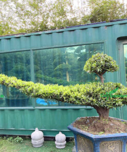 Hình dáng cây tùng Đài Loan được lấy ý tưởng từ cây đèn thần