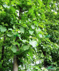 Lá cây Giá Tỵ to, tán rậm rạp cho bóng mát tuyệt vời