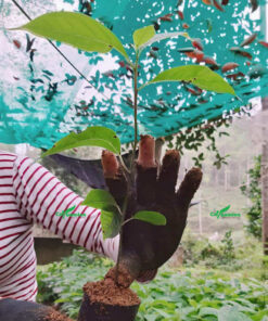 Cây Gù Hương giống đạt kích thước chuẩn