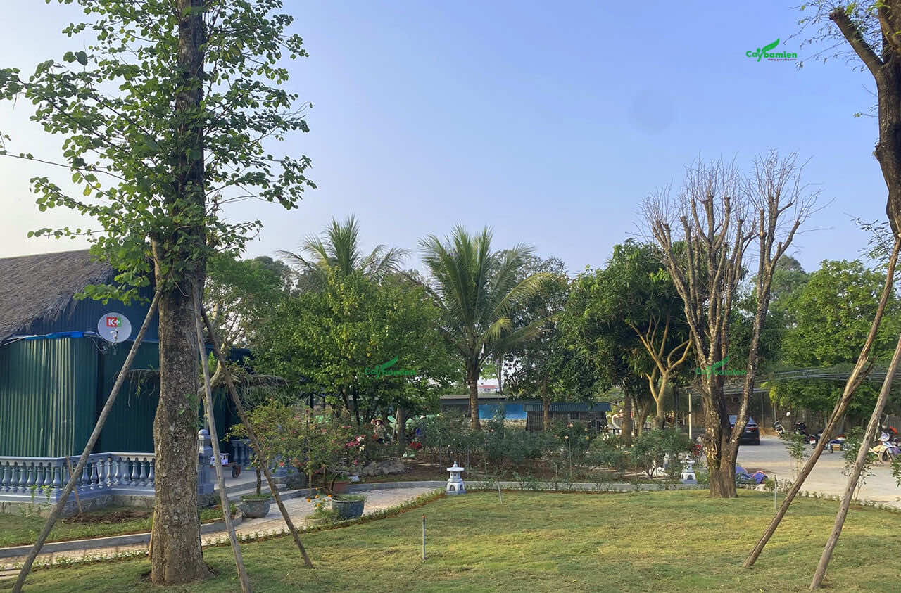 Dự án trồng thi công cảnh quan sân vườn khu sinh thái