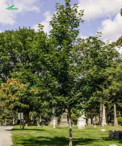 Cây sau trắng trồng ở các khu nghĩa trang, lăng mộ