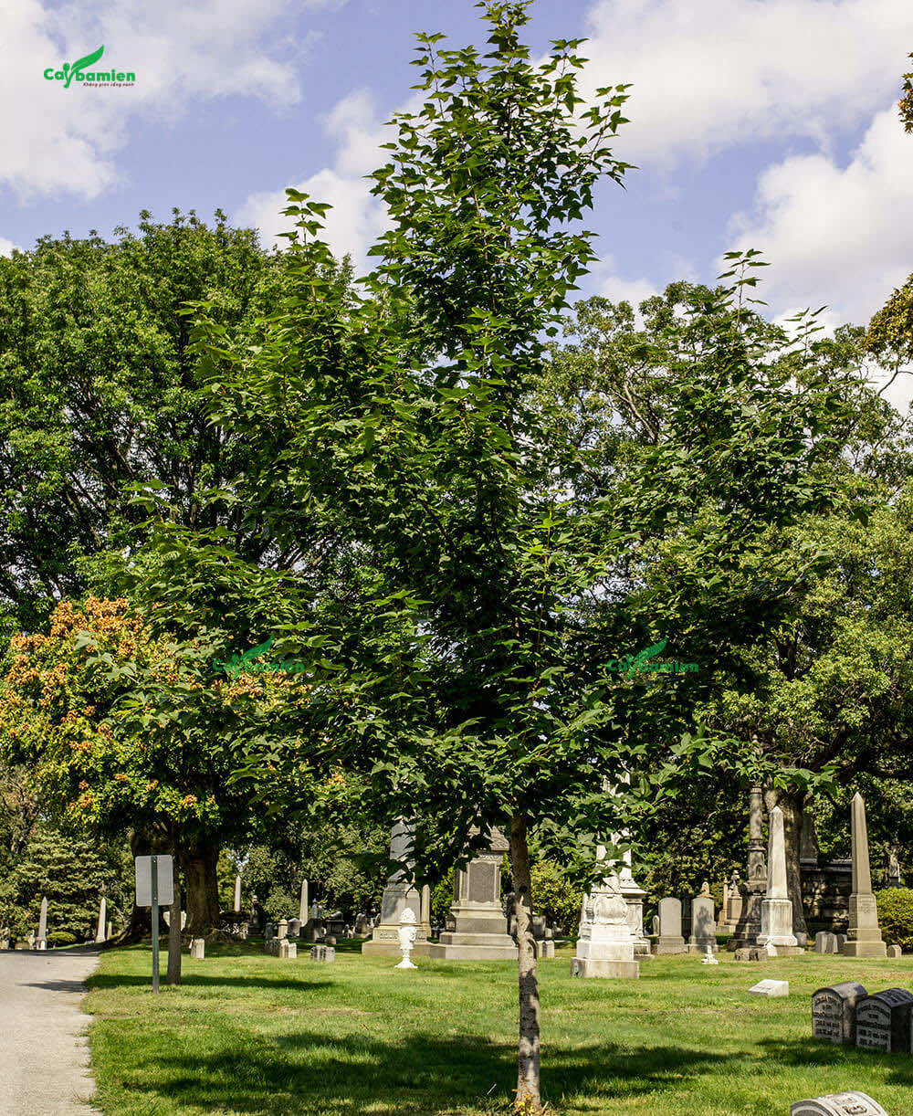 Cây sau trắng trồng ở các khu nghĩa trang, lăng mộ