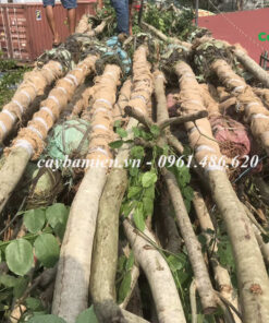 Những cây gõ đỏ trưởng thành, đường kính trên 10cm