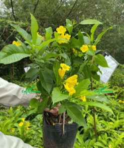 Cây Huỳnh liên đã nở hoa, giá thành tốt nhất thị trường