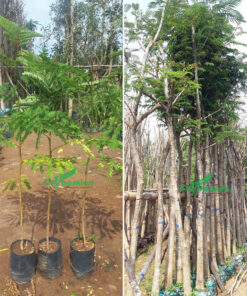 Bán cây Lim Xẹt đủ mọi kích thước