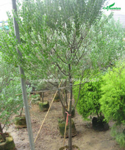 Cây mimosa tại vườn giống