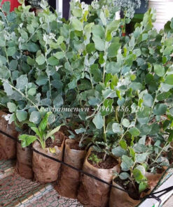 Cây giống mimosa nguyên bầu