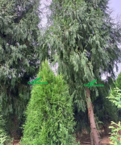 Cây Ngọc Am công trình cao lớn, dáng rủ siêu đẹp