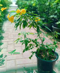 Bán cây Huỳnh Liên trồng chậu