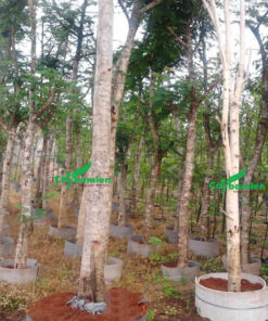 Cây Lim Xẹt được cắt tỉa để trẻ hóa cành tán