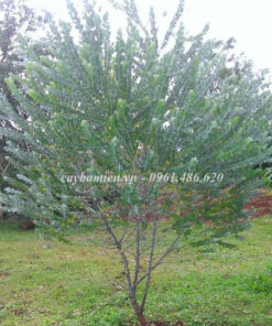 Trồng cây Mimosa cao 2m tại khu công viên