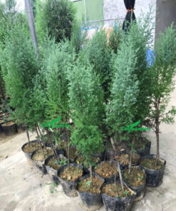 Cây giống được trồng trong bầu dinh dưỡng đường kính 25cm