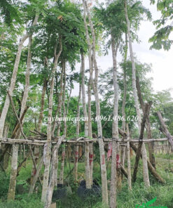 Những cây Cẩm Lai cao trên 4m, đường kích gốc gần 10cm