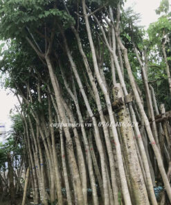 Vườn trồng số lượng lớn cây Gõ Đỏ 2 - 3 năm tuổi