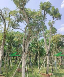 Những cây chuông vàng lâu năm đực chăm sóc tốt