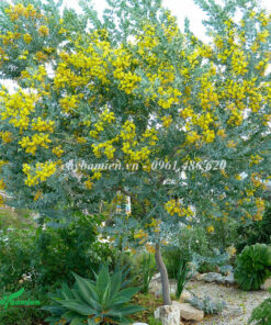 Cây mimosa hoa vàng tán tròn, hoa nở nhiều