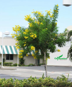 Trồng Huỳnh Liên hoa vàng trong các khu công nghiệp