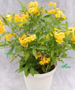 Chậu Huỳnh Liên đẹp có, sắc hoa vàng rực rỡ