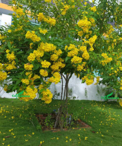 Cây Huỳnh liên có sắc hoa vàng đẹp