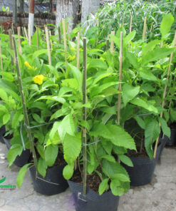 Huỳnh Liên giống chiều cao 80cm