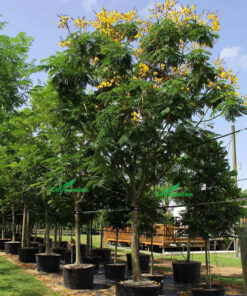 Lim Xẹt trưởng thành, đã cho hoa, đường kính gốc khoảng 10cm