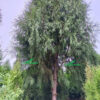 Cây Ngọc Am thân cao, thẳng, tán hình tháp đẹp