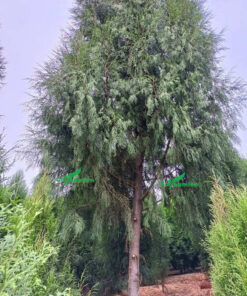 Cây Ngọc Am thân cao, thẳng, tán hình tháp đẹp