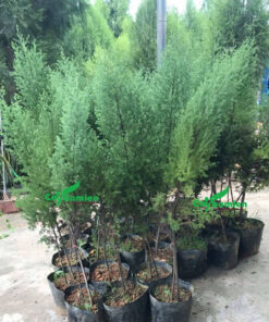 Cây giống Ngọc Am đạt tiêu chuẩn đem trồng ngoài tự nhiên