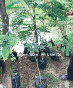 Những cây Trắc Lai giống được chăm sóc trong bầu dinh dưỡng