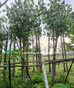 Cây Me Tây trưởng thành, đã được cắt tỉa và giâm ủ