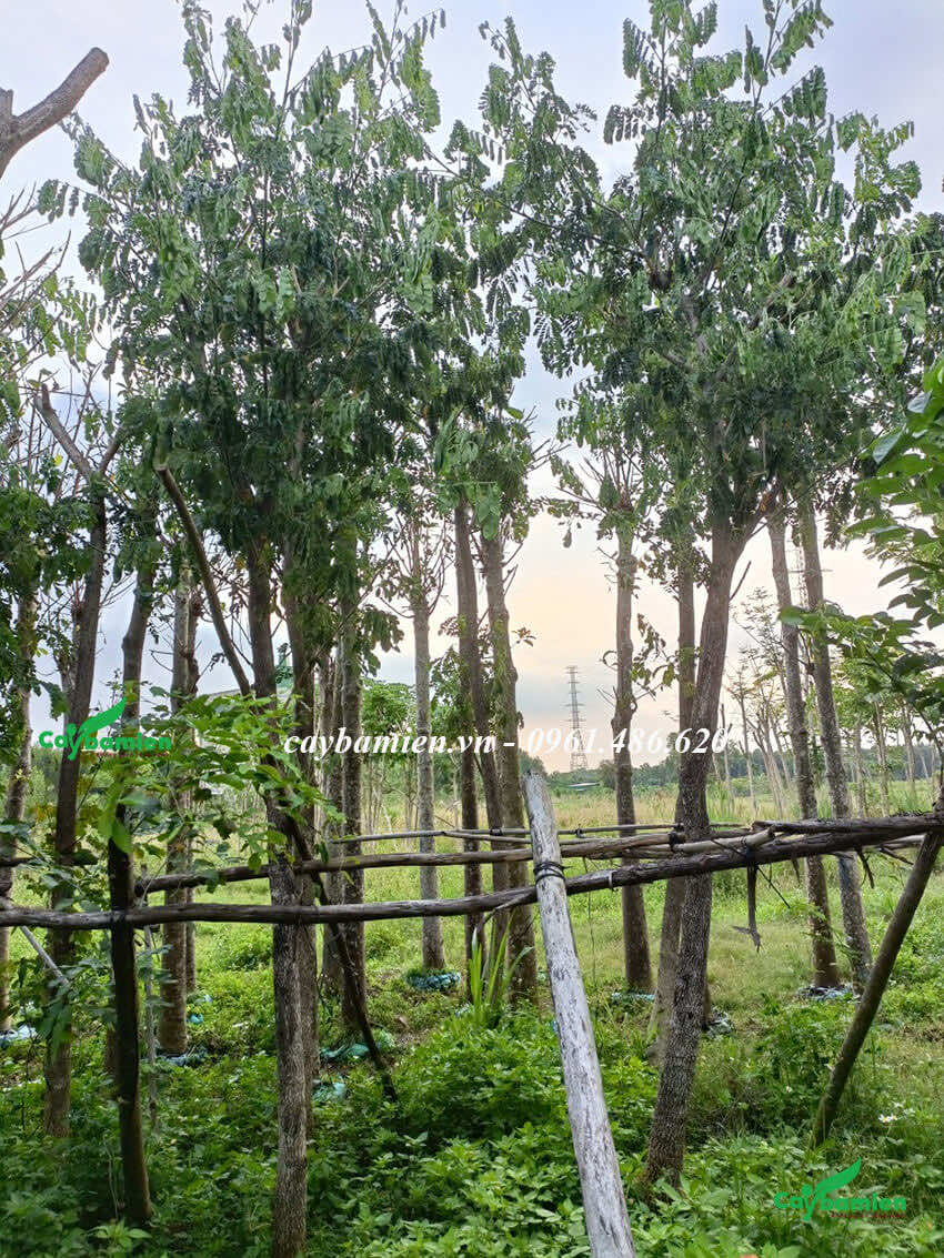 Cây Me Tây trưởng thành, đã được cắt tỉa và giâm ủ