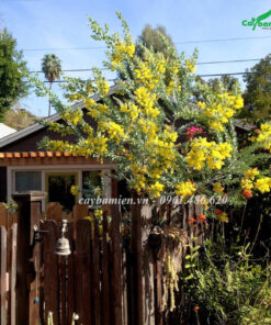 Cây Mimosa trồng trước cổng nhà