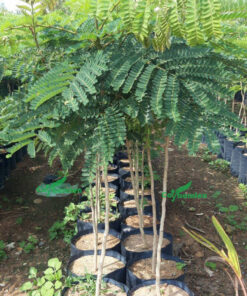 Cây giống Lim Xẹt nguyên bầu