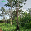 Trồng cây Gõ Đỏ để khai thác gỗ
