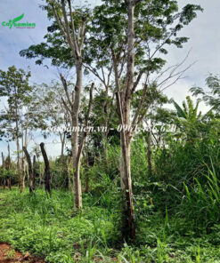 Trồng cây Gõ Đỏ để khai thác gỗ