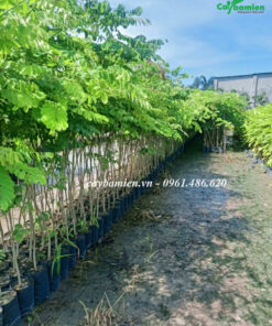 Vựa ươm cây Cẩm Lai giống