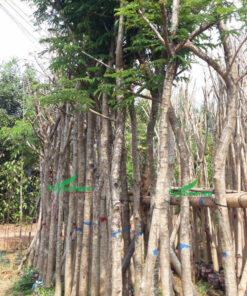 Những rặng cây Lim Xẹt công trình được giâm ủ tốt