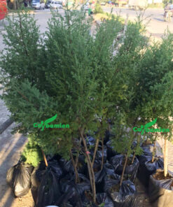 Cây Ngọc Am giống chiều cao chưa tới 1m