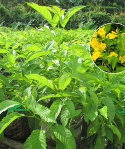 Cây con Huỳnh Liên hoa vang được ươm giống bằng hạt