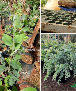 Cây giống Mimosa được nhân giống bằng phương pháp gieo hạt