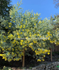 Cây Mimosa trồng trên các tuyến phố, vỉa hè